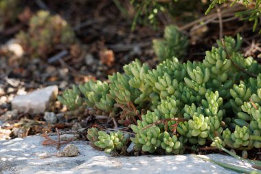 Sierra de Mariola Doğal Parkı, Alcoy, İspanya 'da Sedum sediforme fabrikası