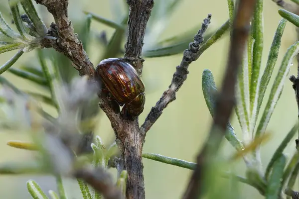 Biberiye böceğinin (Chrysolina americana) fotoğraf tekniğini biberiye bitkisi, Alcoy, İspanya 'ya odakla.