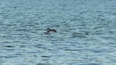 Bir yaban ördeği (Anas platyrhynchos) Beniarres rezervuarının suyuna iniş yapar.