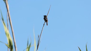 Taşkakan (Saxicola rubicola) mavi gökyüzü arka planına sahip bir sazlığa tünemiştir, Beniarres, İspanya