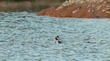 Üreme tüylerindeki Great Crested Grebe Podiceps kristali etrafa bakıyor ve suyun altına dalıyor, Beniarres, İspanya