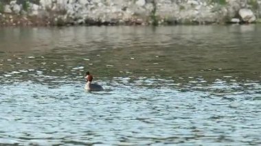 Great Crested Grebe Podiceps üreme tüyü kriteri suyun üzerinde tüylerini sallıyor, Beniarres, İspanya