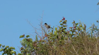 Sardunya ötleğeni (Sylvia melanocephala) tüylerini kusursuz uçuş için ayarlar ve kameranın saptanması üzerine saklanır, Alcocer de Planes, İspanya
