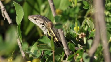 Uzun kuyruklu kertenkele (Psammodromus algirus) çalılar arasında hareketsiz kalır ve İspanya fark edilmez.