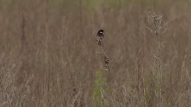 Avrupa Taşkakanı Saxicola Rubicola Erkek sırt sırta uzun çimlerde, Beniarres, İspanya