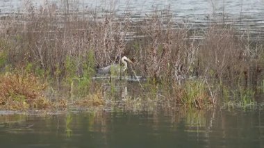Beniarres rezervuarında balık yakalamayı başaramayan gri balıkçıl, İspanya.