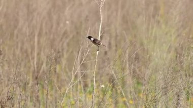 Stonechat Saxicola Rubicola İspanya 'nın Beniarres kentinden uçuyor.