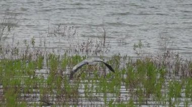 Bir balıkçıl, Ardea cinerea, İspanya 'nın Beniarres rezervuarında balık tutmak için suya iner.