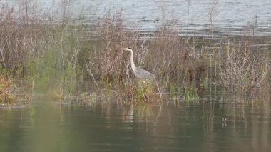 Balıkçıl Ardea sinsice suyun içinde yürüyor çimlerin arasında, Beniarres, İspanya