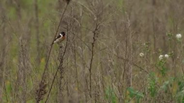 Avrupa Taşkakanı Saxicola Rubicola erkeği Beniarres rezervuarının kıyısında uzun otlar tarafından bloke edildi, İspanya