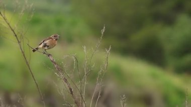 Avrupa Taşkakanı Saxicola Rubicola dişisi güçlü rüzgarda bir çalılığa tünedi, Beniarres, İspanya