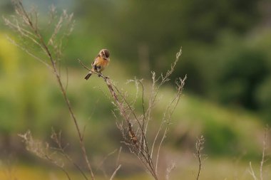 Juvenile Stonechat (Saxicola rubicola) yeşil arkaplan, Beniarres, İspanya