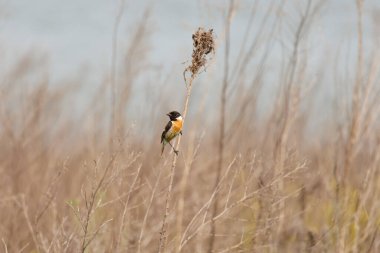 Erkek Taşkakan (Saxicola rubicola) arka planda Bokeh Gölü, Beniarres, İspanya