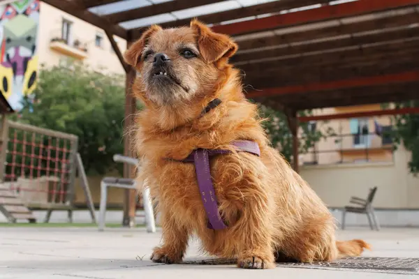 Alcoy, İspanya 'da halka açık bir parkta periodontiti olan melez bir köpeğin düşük açılı görüntüsü.