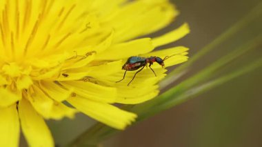 Cyrtosus böceği karahindiba çiçeği yiyor, Alcoy, İspanya