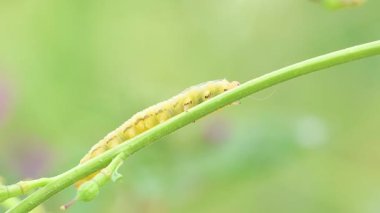 Symphyta testere larvaları, Alcoy, İspanya 'da bir bitki kökü boyunca çaprazlama yürürler.