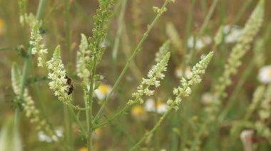 Reseda Alba çiçekleri arasında bir bal arısı uçar, Alcoy, İspanya