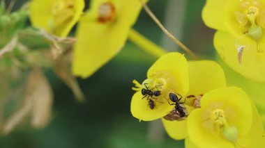 Kara Bahçe Karıncaları (Lasius niger) Euphorbia cyparissias inflorescence üzerine, bir böceği azarlayarak, Alcoy, İspanya