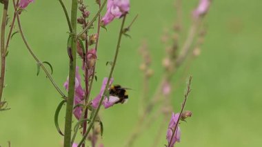 Bumblebee Bombus lucorum polenleme Snapdragon fabrikası (Antirrhinum majus), Alcoy, İspanya