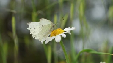 Kırık kanatlı kelebek Pieris rapae papatya çiçeği yiyor, Alcoy, İspanya
