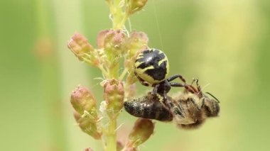 Doğada yaşam ve ölüm. Synema globosum örümceği bal arısı yiyor. Alkolik, İspanya