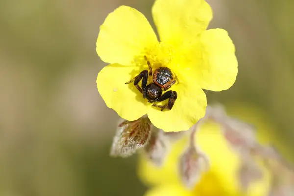 Biberiye Helianthemum Synema globosum üzerinde odaklanarak istiflenmiş Yengeç Örümcek Suriyesi, Alcoy, İspanya