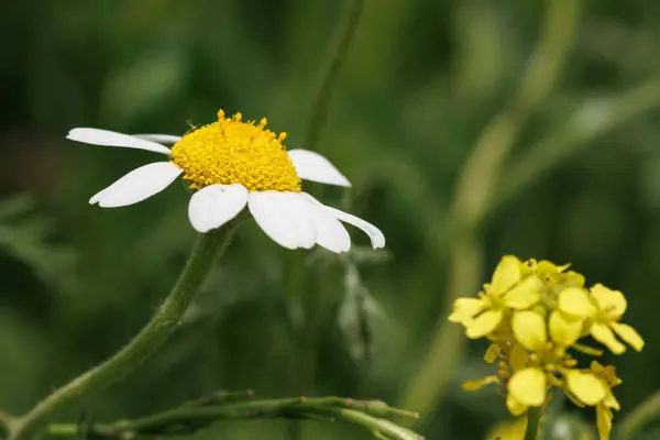 Vahşi hardal bitkisinin yanında papatya çiçeği tohumu, Alcoy, İspanya