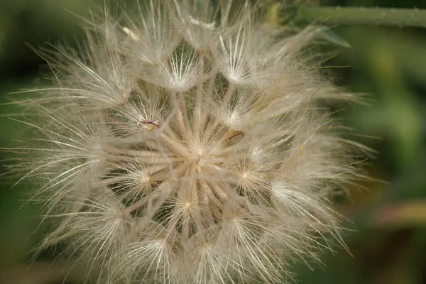 Karahindiba çiçeği tohumu Taraxacum officinale, Alcoy, İspanya