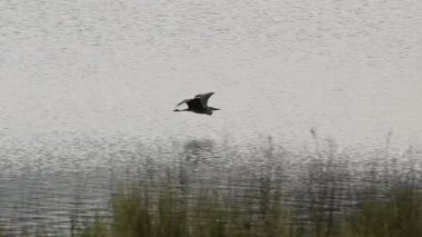 Beniarres, İspanya 'da, gölün üzerinde alacakaranlıkta uçan gri balıkçıl.