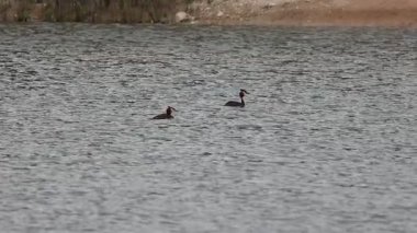Alacakaranlıkta, Beniarres, İspanya 'da göl suyunda bir çift büyük yaban ördeği (Podiceps kristali)