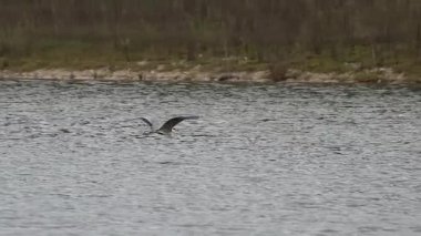 Gri balıkçıl bir çift Beniarres, İspanya 'yı takiben kıyıya inmek için suyun üzerinde uçar.