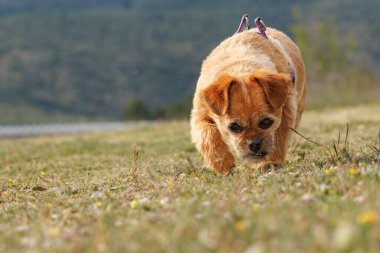 Sevimli yaşlı köpek yürürken otları koklar, İspanya