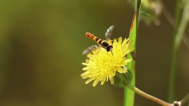 Arı sineği Sphaerophoria Scrita karahindiba çiçeği Hieracium umbellatum ve başka bir arı sineği izlemeye geliyor, Lorcha, İspanya