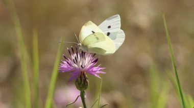 Pieris rapae kelebeği bir hançer çiçeğinden (Mantisalca salmantica), Lorcha, İspanya