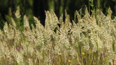 Calamagrostis Epigejos 'un güzel arka planı Serpis Nehri' nin kıyısında rüzgarda sallanan çimenler, Lorcha, İspanya.