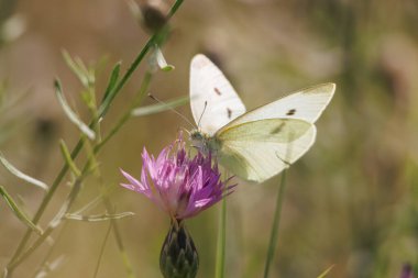 Pieris Rapae Kelebeği Hançer-Çiçeği 'nden (Mantisalca salmantica), Lorcha, İspanya