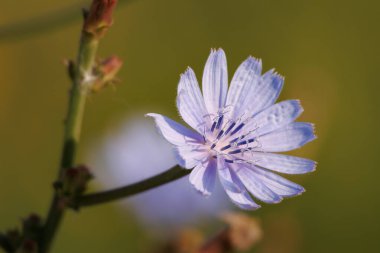 Yabani çiçek hindiba Cichorium intybus, Lorxa, İspanya