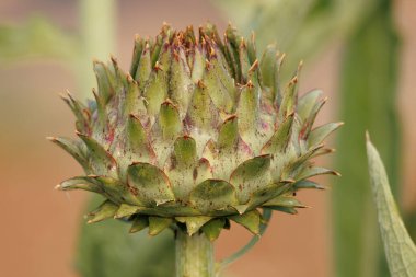 Devedikeni Cynara kartuşunun yakın plan fotoğrafı. Kahverengi arka plan, Lorcha, İspanya.