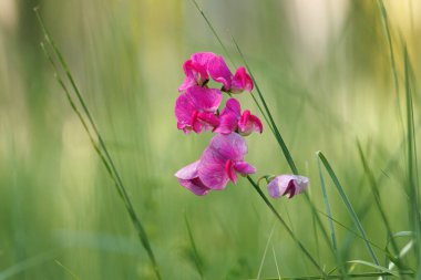 Genç bezelye (Lathyrus latifolius) bulanık yeşil çimenler arasında tırmanma bitkisi, Lorcha, İspanya