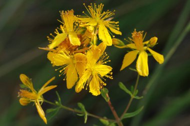 St. John 's Wort Hypericum çiçekleri. Gölgede güneş yansımaları, Lorcha, İspanya.