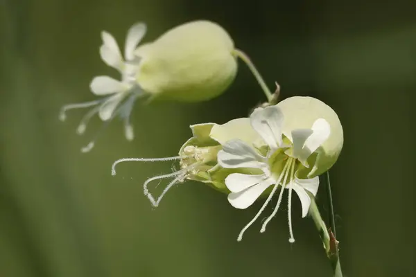 Vahşi at kuyruğu (Silene vulgaris) çiçekleri arka plan bokeh, Lorcha, İspanya