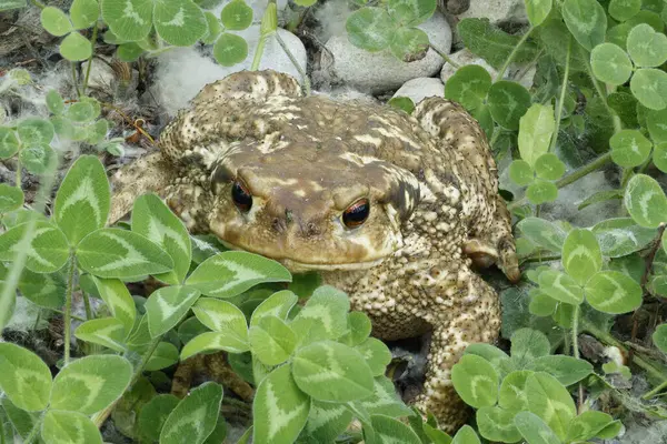 Beyaz yonca (Trifolium pişmanlığı) yaprakları arasında, İber kurbağası Bufo spinosus 'un yaygın istiflenmesi, Lorcha, İspanya