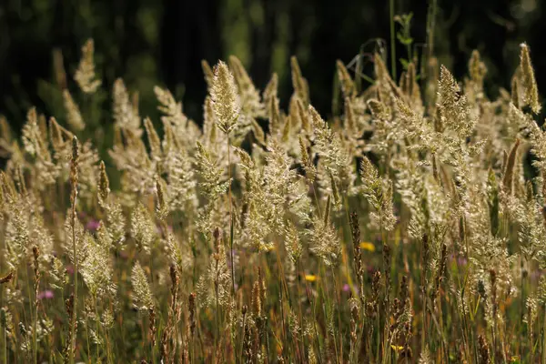 Calamagrostis epigejos otunun güzel arka planında Serpis Nehri 'nin kıyısında, Lorcha, İspanya
