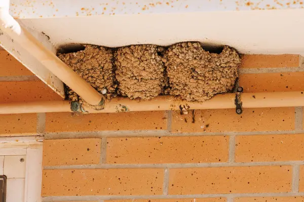 İspanya 'da Muro de Alcoy adlı bir binanın cephesinde üç kırlangıç yuvası var.