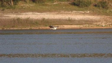 Bir balıkçıl Ardea Cinerea Serpis Nehri 'nin üzerinde arka planda Beniarres, İspanya' da bir ormanla birlikte rüzgara karşı uçar.