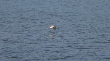 Gri balıkçıllı Ardea Cinerea, gagasında bir balıkla suyun üzerinde alçaktan uçar ve İspanya 'nın Beniarres kentinde göl kıyısına iner.