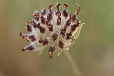 Odak istifleme, Alcoy, İspanya ile zayıf çiçek (Anthyllis zaferia)