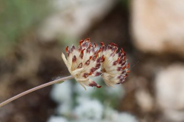 Odak istifleme, Alcoy, İspanya ile zayıf çiçek (Anthyllis zaferia)