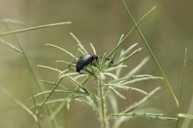 Odak istifleyen böcek Heliotaurus ruficollis biberiye yaprakları üzerinde, Alcoy, İspanya