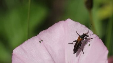 Oedemera femorata böceği pembe bir kar damlasından uçar, Convolvulus althaeoides, Alcoy, İspanya